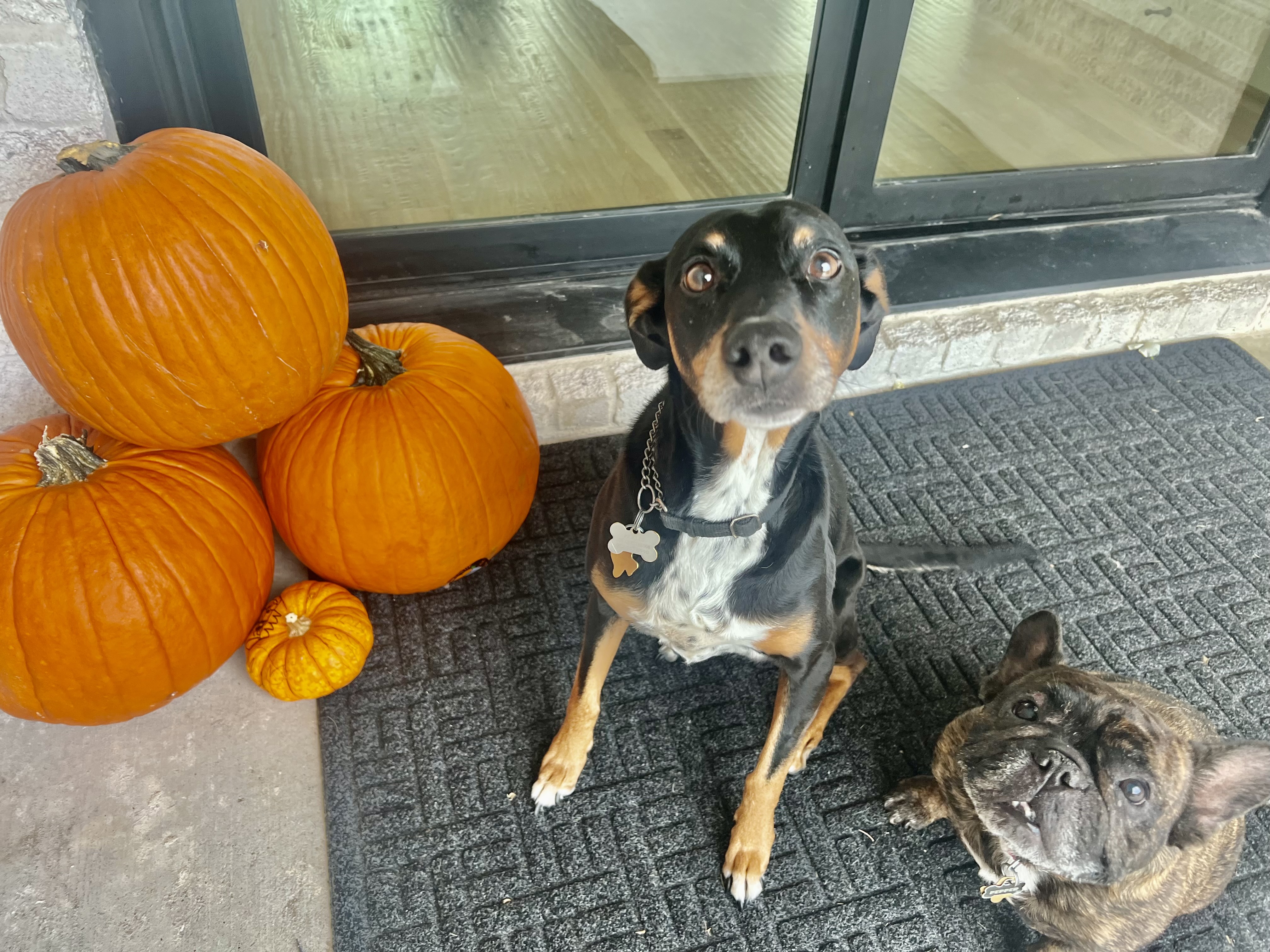 Amazon Halloween Decorations