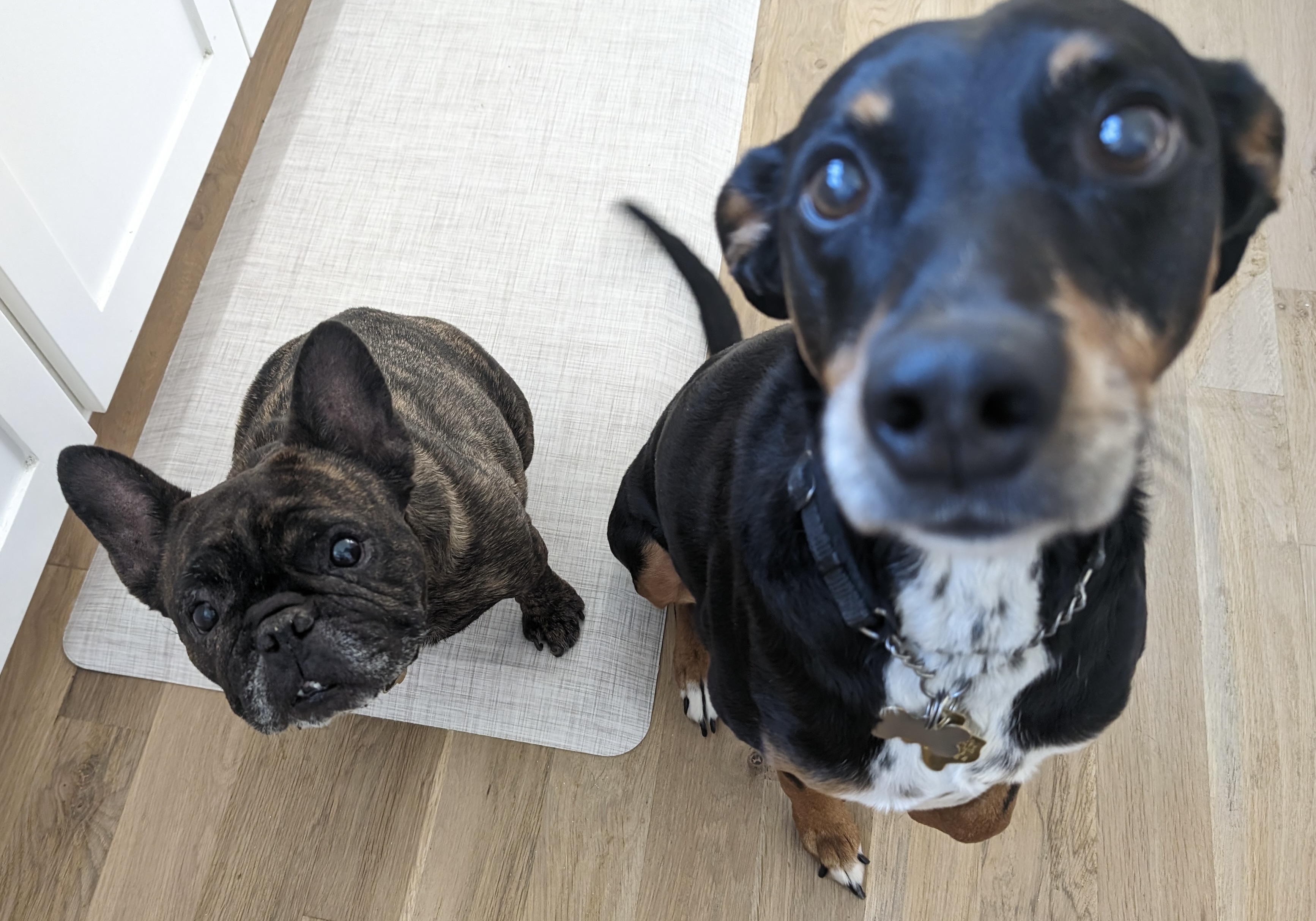 dog treats tasters